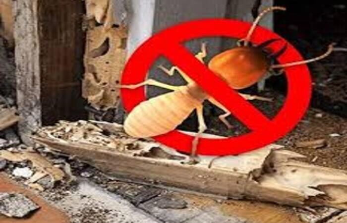 Termite Control Treatment in Lahore