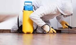 termite control services in Lahore